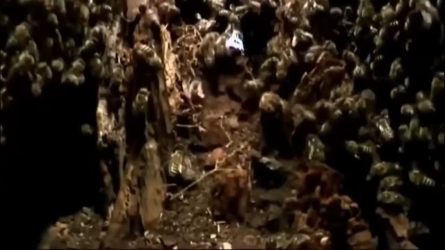 Японский гигантский шершень - убийца пчел