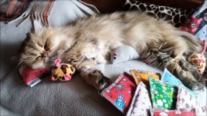 Персидская кошка