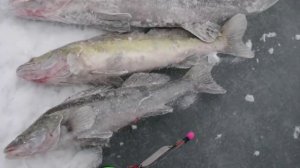 Уловистая блесна на судака. Как она работает. Юрий Философ. 2015 год.