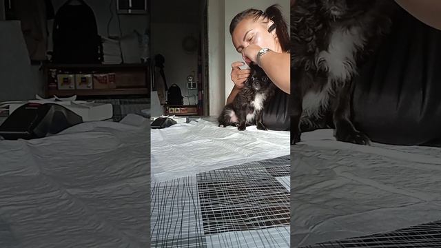 клеим ушки чихуахуа часть 4 смотреть онлайн