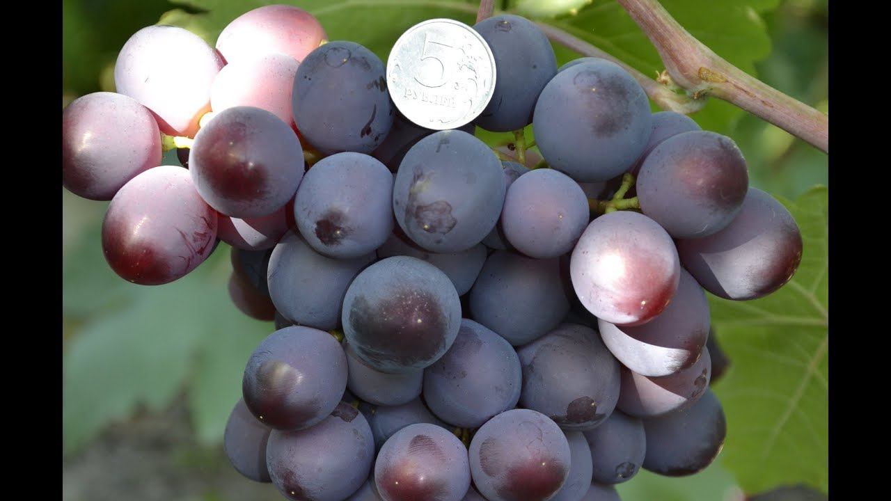 Виноград Памяти Учителя. Съемка С. Криули в 2018 г. смотреть онлайн