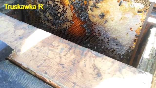 Когда расширять гнёзда пчёл. После весеннего сокращения. Ошибки весной. смотреть онлайн