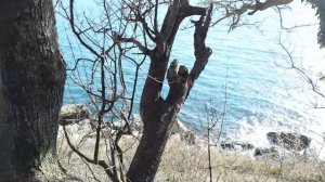 Крым. Алушта. Кастель