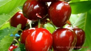 Вишня обыкновенная Изобильная (izobilnaya izobilnaya) ? обзор: как сажать, саженцы вишни Изобильная