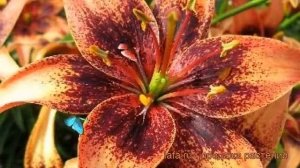 Лилия азиатская (lilium asiatic whistler) ? азиатская лилия обзор: как сажать, луковицы лилии