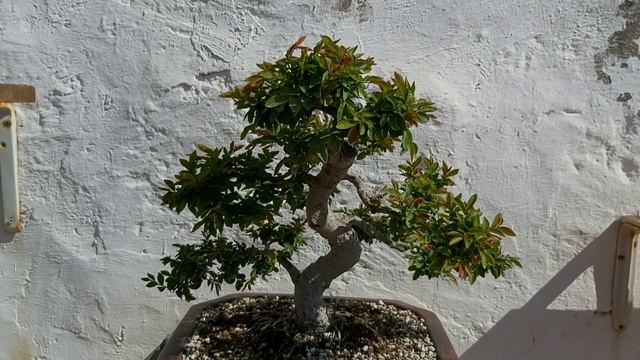 Paseo por los bonsáis trabajados смотреть онлайн