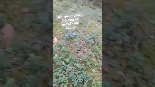 Наплыв лисичек в боровом лесу.Тихая охота. #тайга #тихаяохота #походвлесм#грибалка