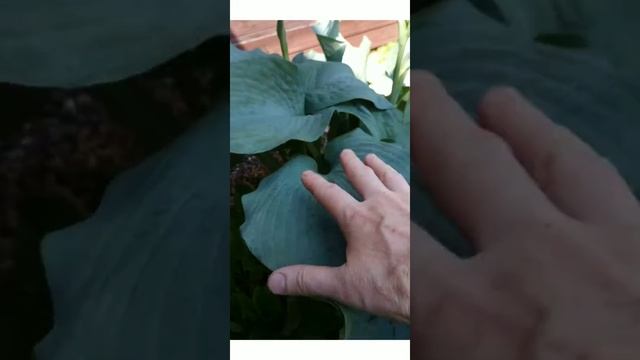 хоста регал сплендор, Голд медоуз, бигг дедди, Патриот смотреть онлайн