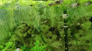 Кормление гуппи - замороженная дафния