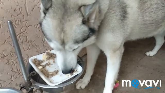 ДЕНЬ РОЖДЕНИЯ СОБАКИ ЛОРДА //ПРИШЛА ПОСЫЛКА НА ДЕНЬ РОЖДЕНИЯ//ТОРТИК//4 ГОДА// смотреть онлайн