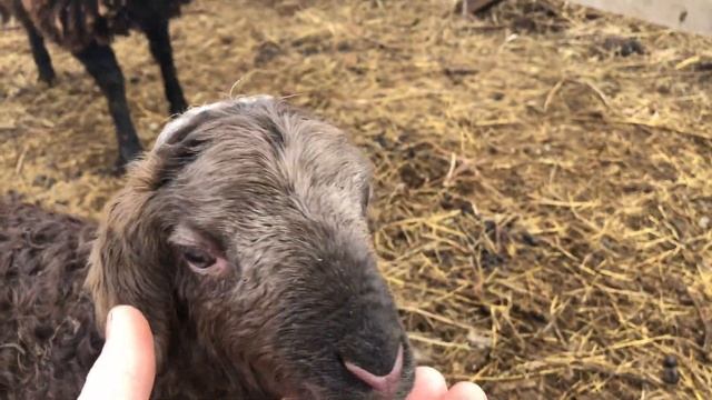 Яша стал папой ? Весенний окот двух овец смотреть онлайн