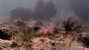Удивительное существо подводного мира. Морской огурец