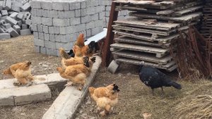 Куры брама, семейка палевых брам