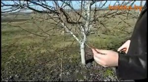 Весенняя обрезка садовых деревьев. Часть 1.