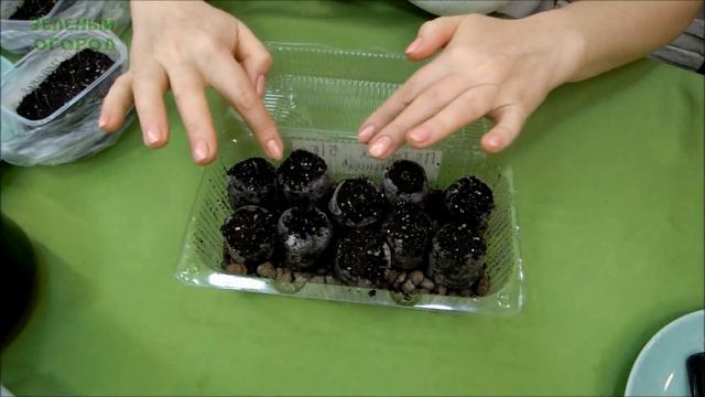 Уход за Рассадой Петунии! Советы от Зеленого Огорода! смотреть онлайн