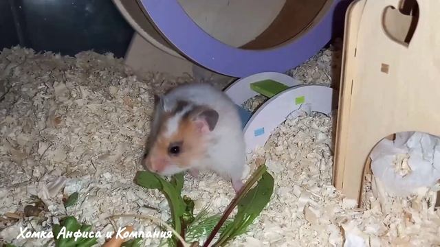 Наши домашние питомцы - Хомячки