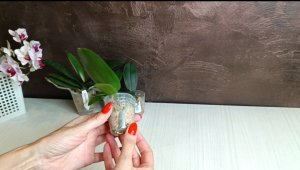 Обзор моих новеньких орхидей от Profar и Nck! 😍🌸🌺 #orchids #орхидеи #flowers #цветы #plants