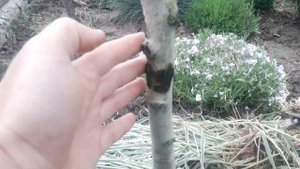 Боярышник Пол Скарлет. Впечатления более чем