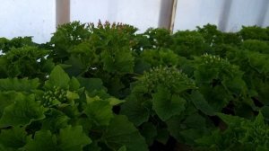 Он хорош!, Шикарный цветок на 8 МАРТА!!! Обзор кальциолярии, цинерарии .