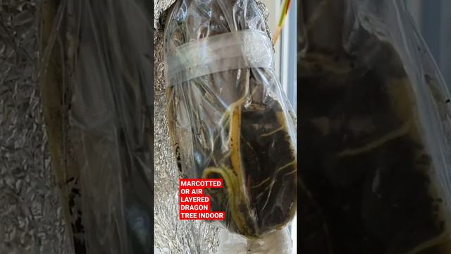 AIR LAYERED OR MACOTTED DRAGON TREE INDOOR | HOW TO AIR LAYER OR MARCOT A DRAGON TREE смотреть онлайн