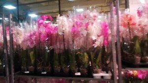 Последний завоз.Орхидеи на базе от 150₽ до 450₽