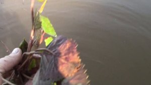водяной  орех чилим