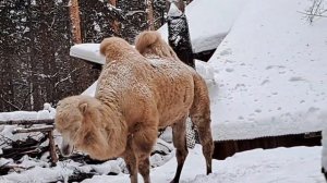 8VLOG:НОВОСИБИРСКИЙ ЗООПАРК ЗИМОЙ 😱