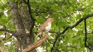 Птицы Ивановской области