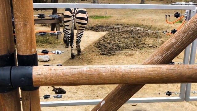 BAKI ZOOLOJİ PARK GƏZİNTİ 2021. Zoopark Haqqında Faydalı Məsləhətlər / Зоопарк в Баку