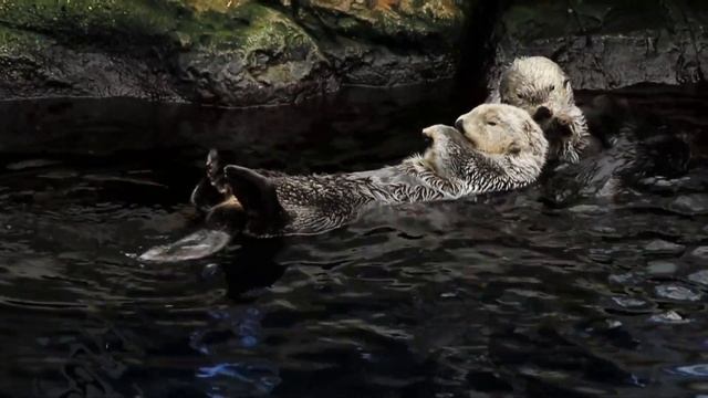 Выдра Тыдра смотреть онлайн