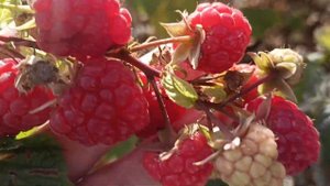 Малина Версаль в ноябре