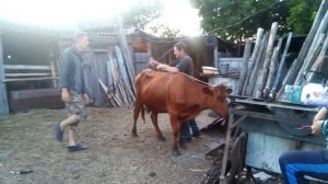 Как свалить корову с ног.