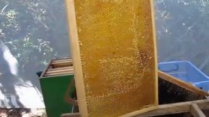 Нож Jero (Джеро) - лучший нож для пчеловода