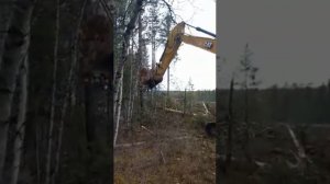 Экскаватор Cat 330 валит лес. Ковыкта, Сила Сибири