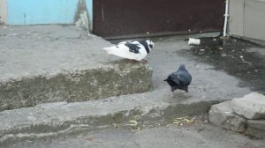 Уличная драка голубей. Pigeons street fight.