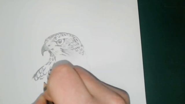 Hawk / Falcon - Ястреб / Сокол / How draw a hawk - Как нарисовать ястреб смотреть онлайн