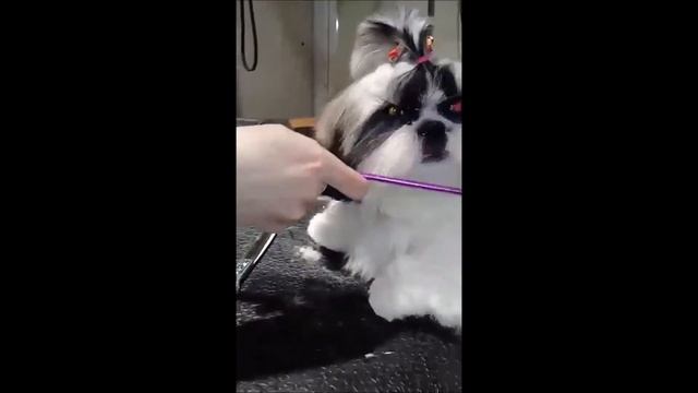 Ши-тцу Мишель. Гигиенический комплекс щенка! / Shih Tzu Michelle. Hygienic complex for a puppy!