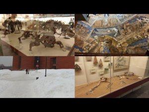 Экскурсия по Палеонтологическому Музею!