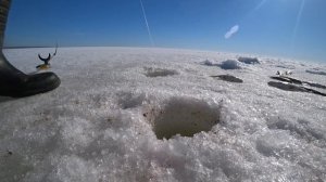 Репино. Окунь. Судак. Плотва. Рыбалка 22.03.22.