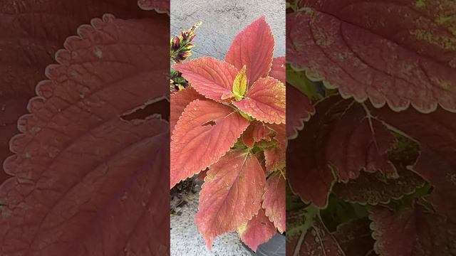 Колеус 7 смотреть онлайн