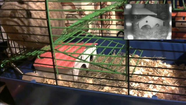 Щекотка и Царапка #6: Victor смотреть онлайн