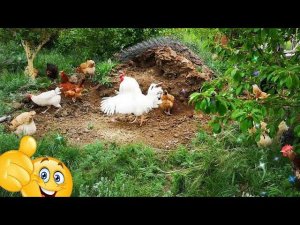 Куры хотят лета и я тоже