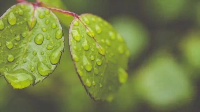 Евгений Евтушенко: Люди — родина моя смотреть онлайн