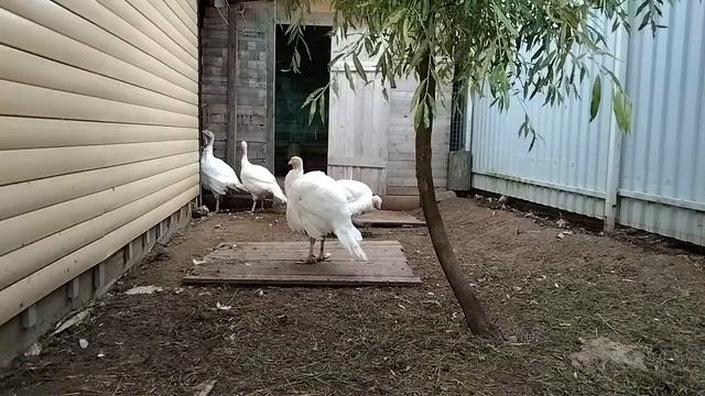 Индюки Хайбрид Конвертер 14 недель. Индюки и куры вместе.