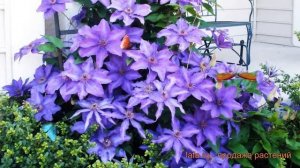 Клематис крупноцветковый Балтик (clematis baltyk) ? обзор: как сажать, саженцы клематиса Балтик