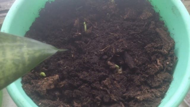 Декабрист и рассада смотреть онлайн