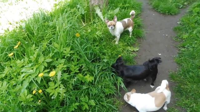 Особенности ДЫХАНИЯ собак породы ЧИХУАХУА 30/05/2022/ ПРОДАЮ щенков чихуа ( Санкт - Петербург )