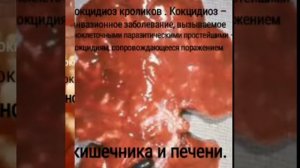 КОКЦИДИОЗ! Болезни кроликов!