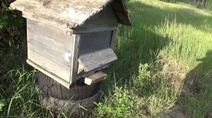 Проверка ловушки на пчёл.