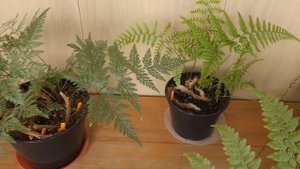 Даваллия. Обзор сортов.